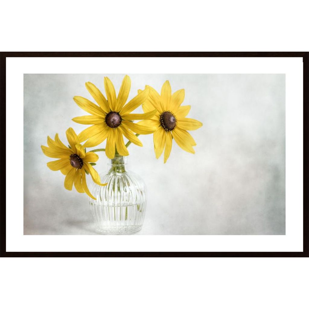 Rudbeckia Poster von Hambedo