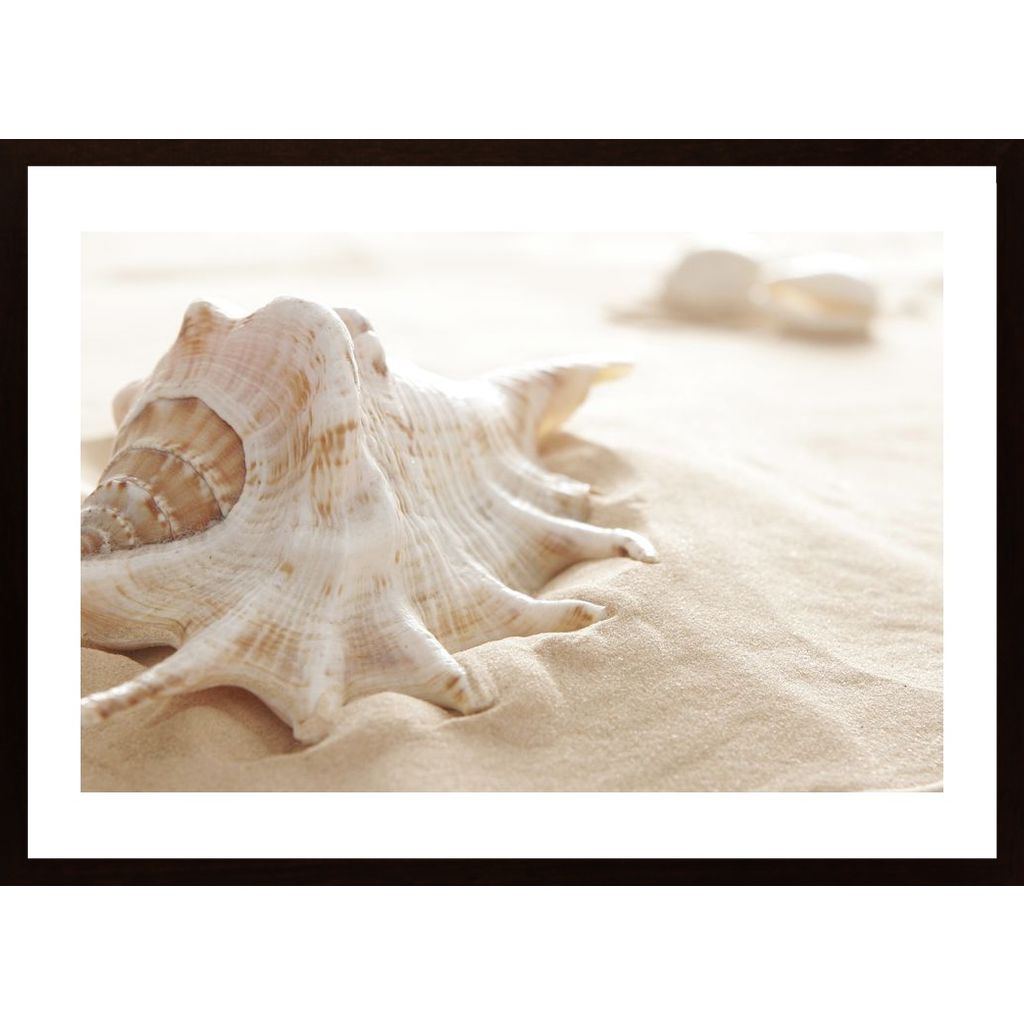 Seashell In Sand Poster von Hambedo