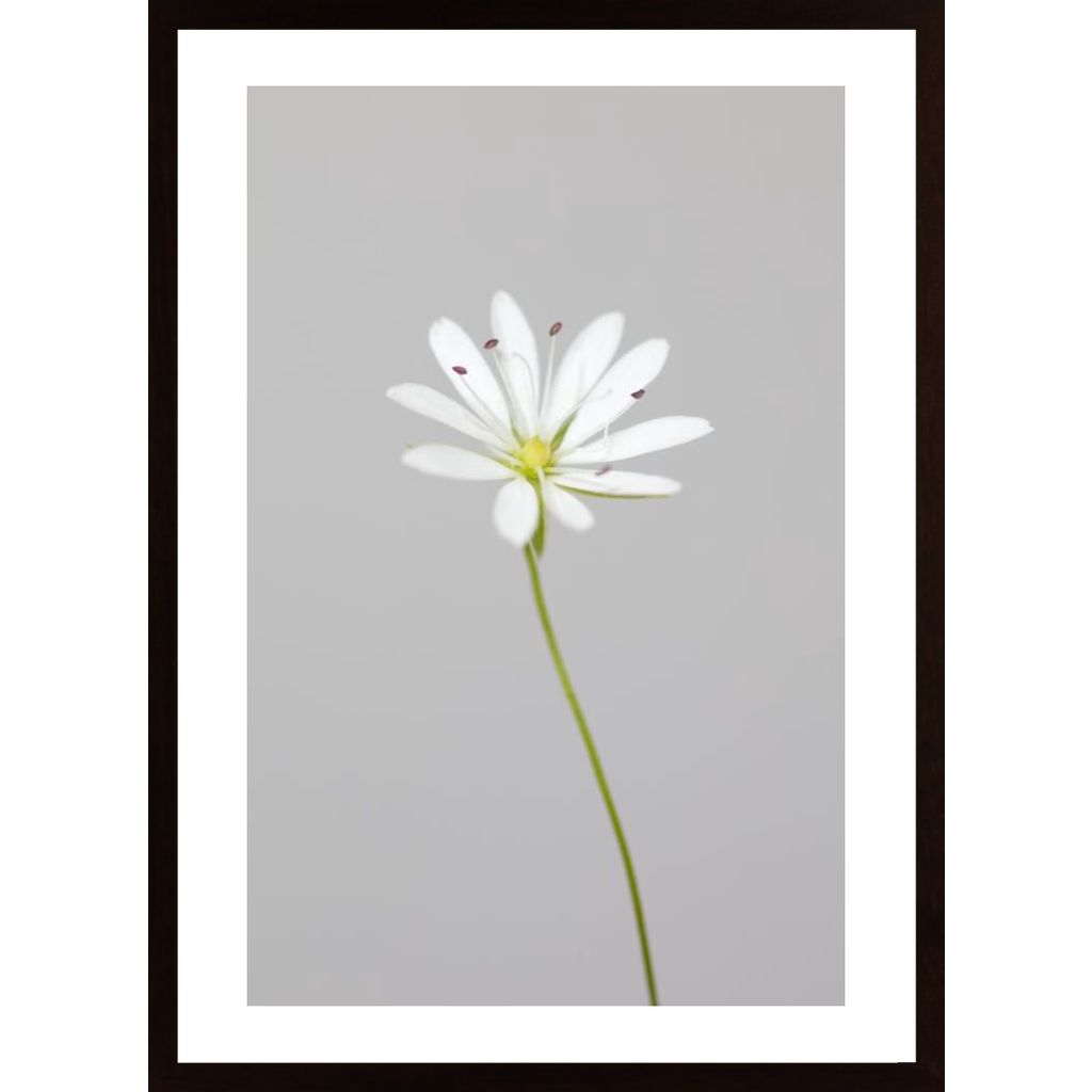 Small White Flower 1 Poster von Hambedo