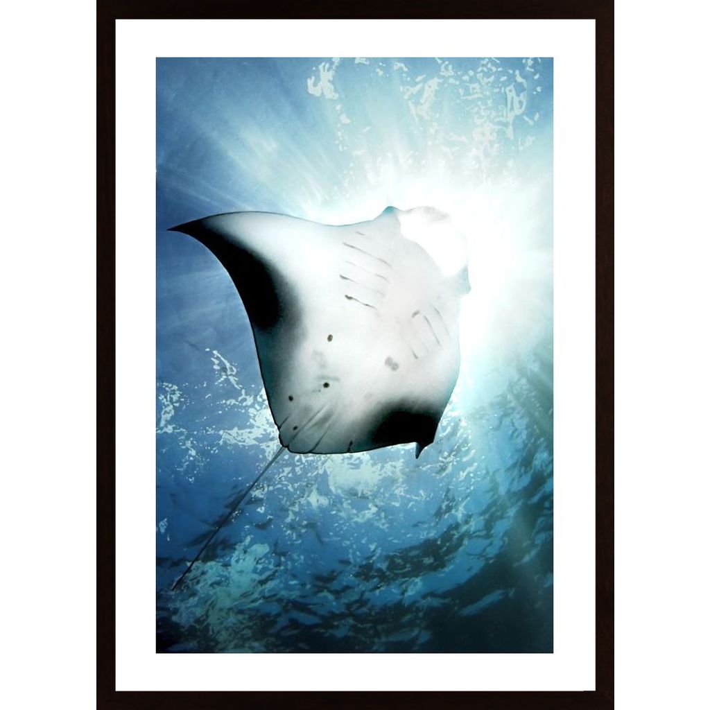 Sun Diver Poster von Hambedo