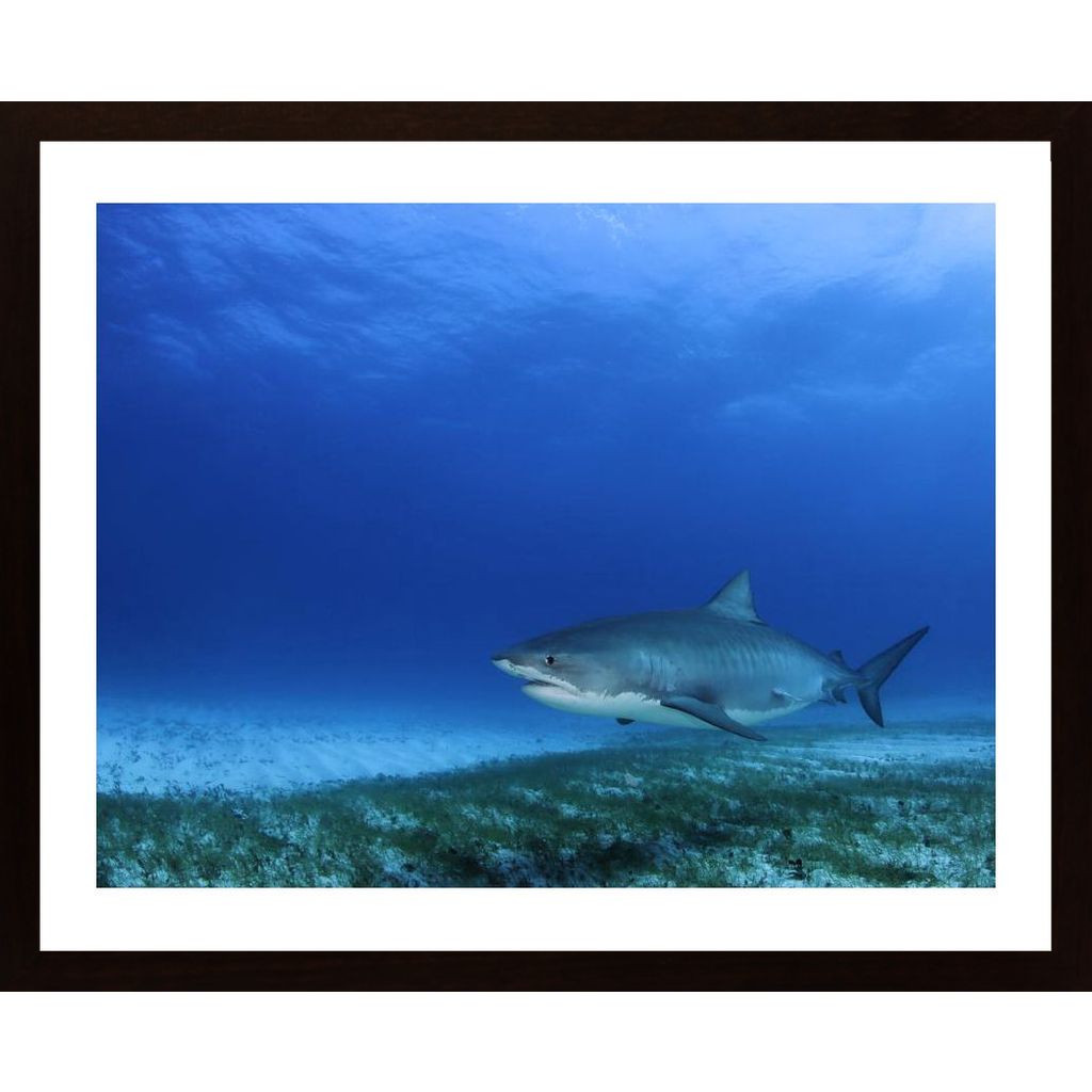 Tiger Shark Poster von Hambedo