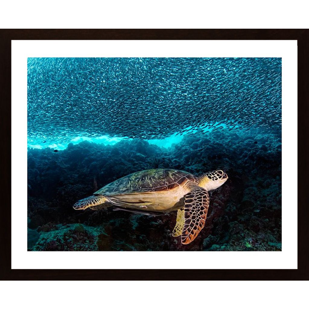 Turtle And Sardines Poster von Hambedo