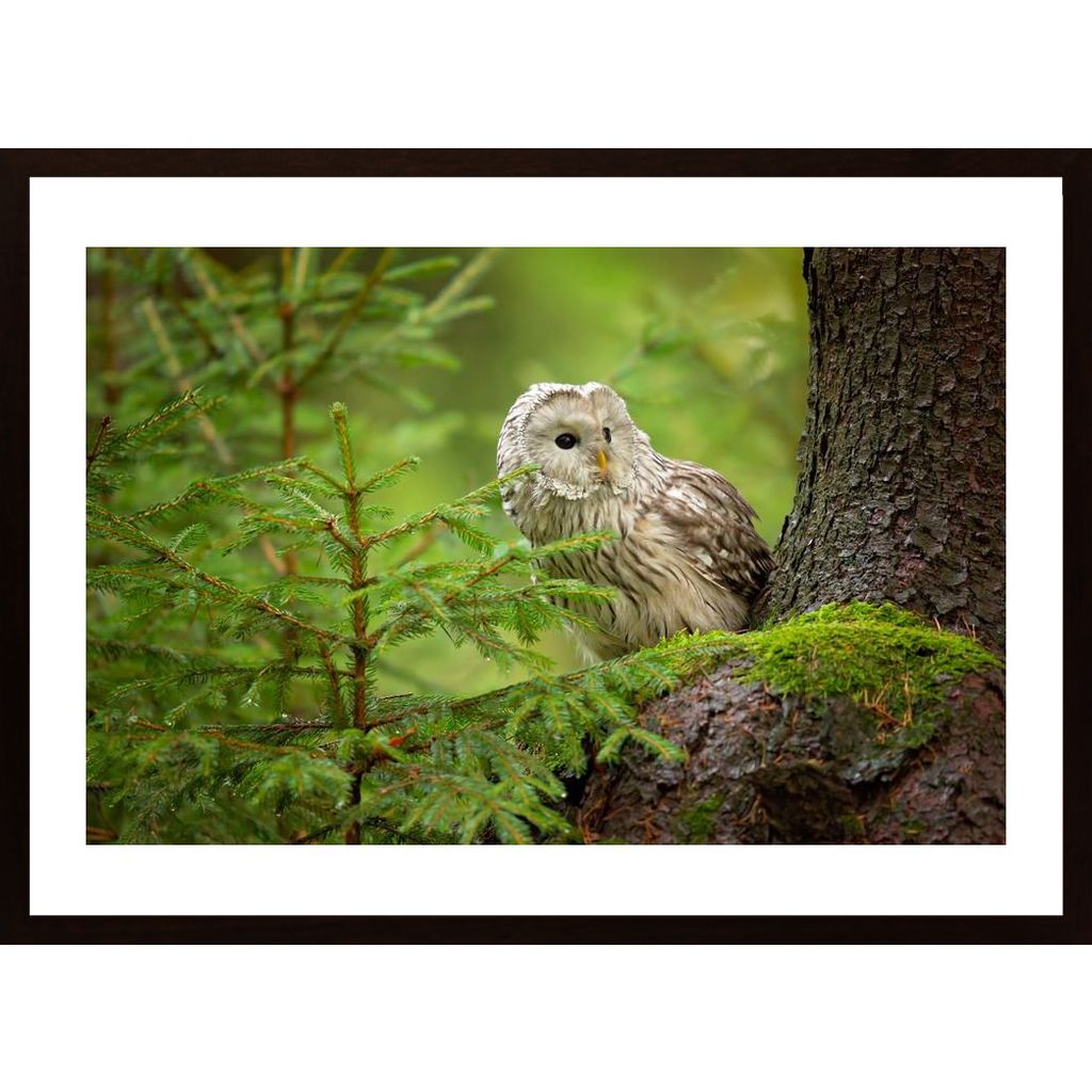 Ural Owl Poster von Hambedo