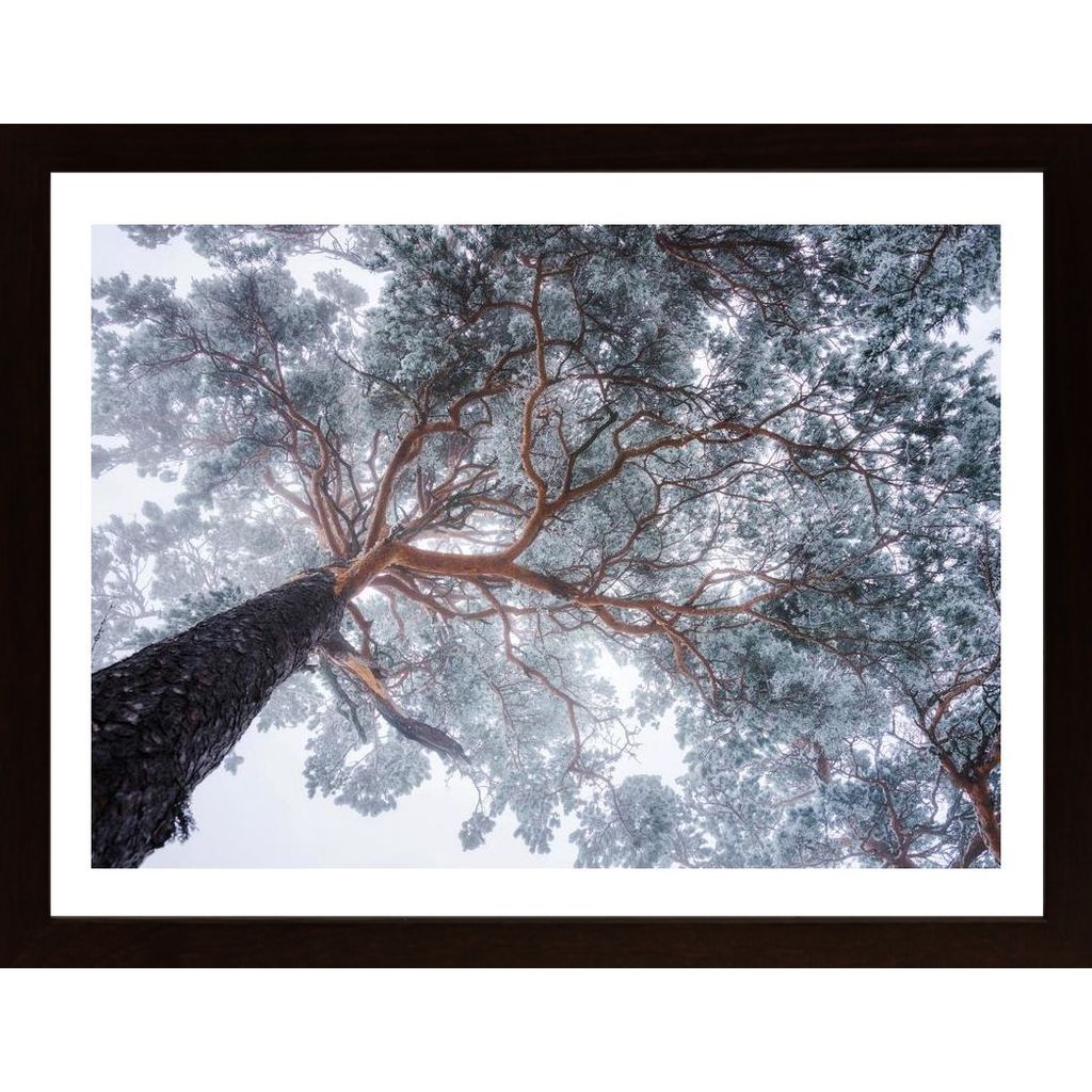 Winter Tree Lines Poster von Hambedo