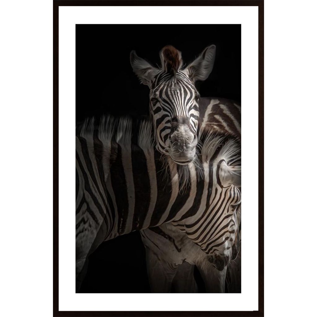 Zebra Poster von Hambedo