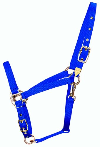 Hamilton 3/4-Inch Nylon Arabian Horse Halter with Adjustable Chin and Throat Snap, Average, 800 to 1100 pounds, Blue von Hamilton