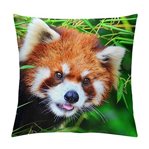 Kissenbezug Roter Panda Kopfkissenbezug Weich Und Atmungsaktiv Kissenhülle Für Sofa Wohnzimmer Schlafzimmer 40x40cm von Haminaya