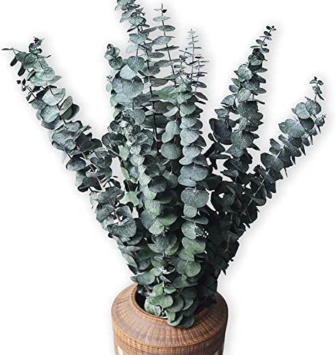 HanYun 10 Pack Natürliche Getrocknete Eukalyptus 45cm Konserviert Frische Eukalyptus-Zweige Greenery Pflanzen für Natürliche Aromatherapie zu Ihrer Dusche für Blumenarrangements Hochzeit Home Decor von HanYun