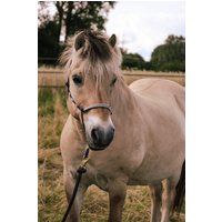 Knotenhalfter „Deep Sea" Knotenhalfter „Deep Sea" von HandmadeDesignsByJu