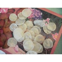 Samen Des Silbertalers ... Silberlinge | Lunaria Ca. 100 Stück von HandmadebycbShop