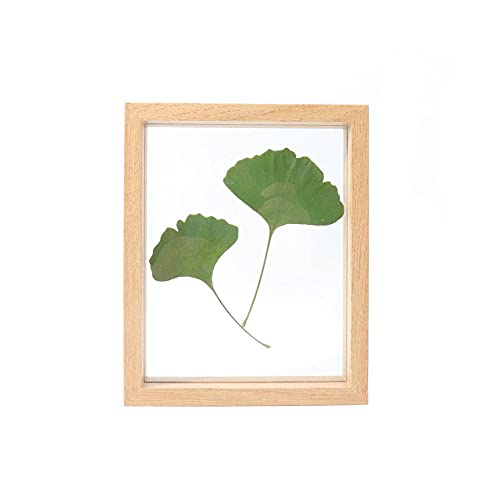 Hanyzcin Pflanzen Display Rahmen, 1 Teiliger Doppelseitiger Holz-Bilderrahmen Blumenrahmen aus Glas Kunstwerk-Ornament für Zuhause Büro, Zufällige Farbe (7,7 x 12,8 cm) von Hanyzcin