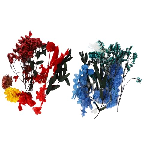 Haofy 2 Box Lebendige Farben Trocken Blumenkende, Multifunktionale Getrocknete Blumen für Handwerk, Nagelkunst, Harzform, Schmuck, Geeignet für Zuhause, Hochzeit, Partydekoration von Haofy