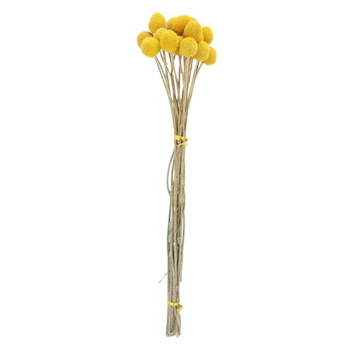 Haofy Golden Distel Getrocknete Blumen Bouquet, für Hochzeitsfeiern, Wohnkultur mit Gelben Getrockneten Blumen ohne Luftfeuchtigkeit Getrocknete Blüte von Haofy