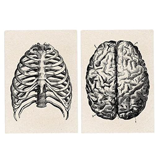 Haowul Menschliche Anatomie -Kunstwerk Medizinische Wand Bild 2pcs Vintage Muskelskelettplakat Nordische Leinwand Print Ausbildung Maleinrichtung Hausdekoration von Haowul