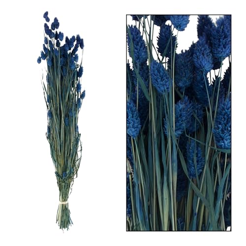 Getrocknete Phalaris Blumen Blumenstrauß aus getrocknetem Gras Boho Dekorationen 76 cm (Blau) von Happenings