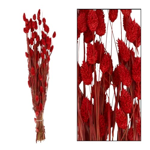 Getrocknete Phalaris Blumen Blumenstrauß aus getrocknetem Gras Boho Dekorationen 76 cm (Rot) von Happenings