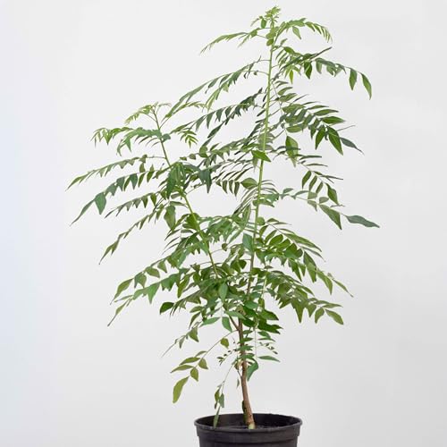 1 Curryblatt Baum | Murraya Koenigii | Aus Samen gezogen | Indische & Sri Lankische Zimmerpflanze | 3 Jahre alt | 40-50cm in 2 liter pot | Curryblattpflanze mit frischen Curryblättern | Currybaum 1 Curryblatt Baum | Murraya Koenigii | Aus Samen gezogen | Indische & Sri Lankische Zimmerpflanze | 3 Jahre alt | 40-50cm in 2 liter pot | Curryblattpflanze mit frischen Curryblättern | Currybaum von Happy Exotics