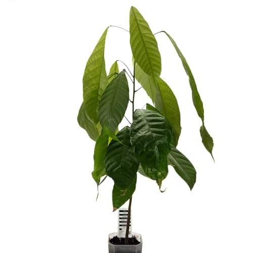 1 Kakaobaum | Theobroma Cacao | Varietät Nacional | 40-50cm | Kakaopflanze aus Samen aus Südamerika | Selten in der EU | Zimmerpflanze | Schokoladenbaum | Kakaofrucht | Kakaobohnenpflanze von Happy Exotics