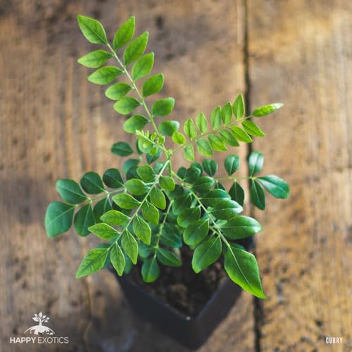 Curry trees (60-70cm) von Happy Exotics