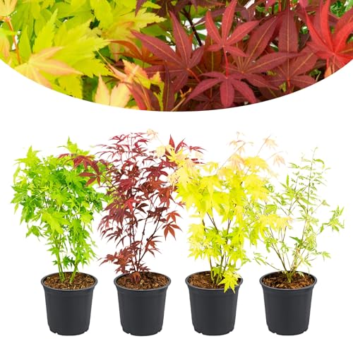 Happy Plants Acer palmatum Fächerahorn 4 Stück I 30 cm x ⌀10,5 cm, japanischer Ahorn, 1x Rot, 1x Gelb, 1x Grün, winterhart ganzjährig Pflanzen-Mix, frisch aus unserer Gärtnerei von Happy Plants