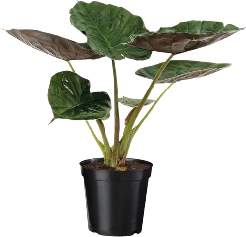 Happy Plants Alocasia Elefantenohr Pflanze I 70 cm x ⌀19 cm, exotische Zimmerpflanze Topfpflanze Tropenpflanze grün, Indoor für Innenräume, frisch aus unserer Gärtnerei (Rote Blätter) von Happy Plants