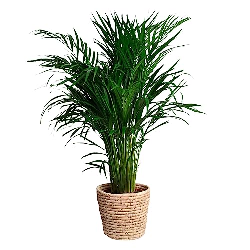 Happy Plants Areca Palm Goldpalme/Dypsis Lutescens - Zimmerpflanzen Groß - luftreinigende pflanzen - inkl. Blumentopf - Frisch aus der Gärtnerei (mit Topf, 100 cm) von Happy Plants