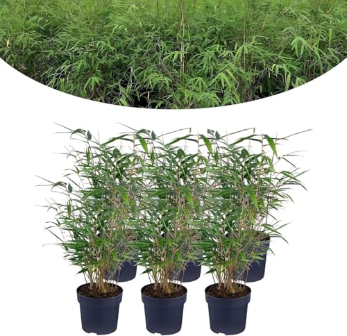 Happy Plants Bambus Pflanze Fargesia I Winterhart & nicht wuchernd, Bambuspflanze-Winterhart, Heckenpflanze Kübelpflanze Gartenpflanze, echter Bambus frisch aus dem Garten… (6 Stück) von Happy Plants