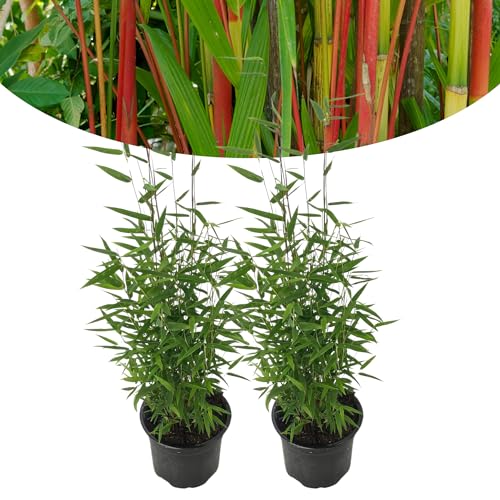 Happy Plants Bambusa Red Dragon Bambus Fargesia I 40 cm x ⌀14 cm, winterhart & nicht wuchernd, Heckenpflanze Bambuspflanze Sichtschutz Garten, frisch aus unserer Gärtnerei (2 stück) von Happy Plants