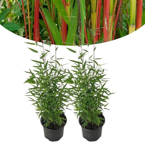 Happy Plants Bambusa Red Dragon Bambus Fargesia I 40 cm x ⌀14 cm, winterhart & nicht wuchernd, Heckenpflanze Bambuspflanze Sichtschutz Garten, frisch aus unserer Gärtnerei (2 stück) von Happy Plants