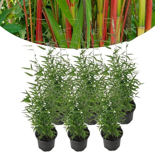 Happy Plants Bambusa Red Dragon Bambus Fargesia I 40 cm x ⌀14 cm, winterhart & nicht wuchernd, Heckenpflanze Bambuspflanze Sichtschutz Garten, frisch aus unserer Gärtnerei (6 stück) von Happy Plants