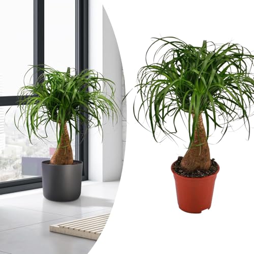 Happy Plants Becaurnea Elefantenfuß Pflanze I 70 cm x ⌀19 cm, exotische Zimmer-Pflanze, auch zur Luftreinigung, echte-Pflanze Indoor Grünpflanze grün, frisch aus unserer Gärtnerei von Happy Plants