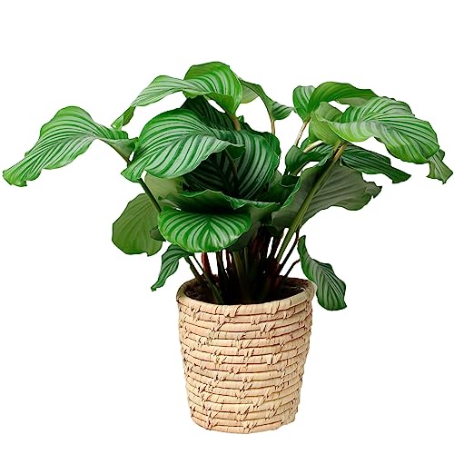 Happy Plants Calathea Orbifolia 60 cm hoch 21Ø, Zimmerpflanzen groß - Luftreinigende Pflanzen - Frisch aus der Gärtnerei (mit Topf)… von Happy Plants