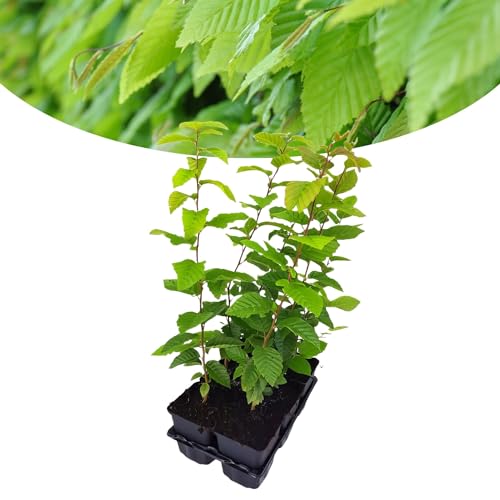 Happy Plants Carpinus betulus Heinbuche Weißbuche 6 Stück I 40 cm x ⌀9 cm, ideal als Sichtschutz, Heckenpflanze Laubbaum Gartenhecke Buchenhecke Buche Hecke, frisch aus unserer Gärtnerei von Happy Plants