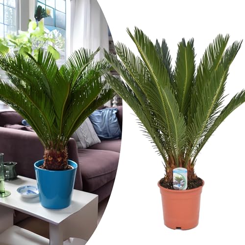 Happy Plants Cycas revoluta Palmfarn I 45 cm x ⌀ 12 cm, Zimmerpflanzen Pflanzen Palme ganzjährig, Zimmerpalme Kübelpflanze Topfpflanze Grünpflanze echte-Palme, frisch aus unserer Gärtnerei (1 Stück) von Happy Plants