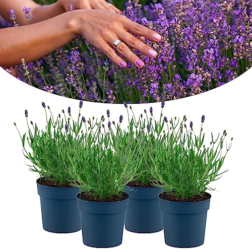 Happy Plants Lavendel Pflanzen 12 Stück I Winterhart & Duftend, zieht Bienen und Schmetterlinge an, Gartenpflanzen Balkonpflanzen Trockenblumen Blumen Kräuter von Happy Plants