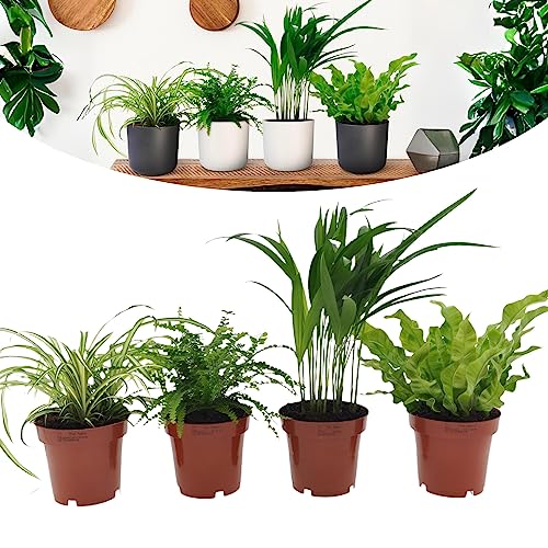 Happy Plants Luftreinigende-Zimmerpflanzen Set mit Topf - 4 Stück I für frische Luft im Raum, Graslilie, Areca-Palme, Nestfarn und Antennenfarn, Grünpflanzen Pflanzen-Set Mix von Happy Plants