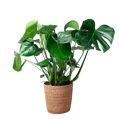 Happy Plants Monstera Deliciosa fensterblatt/lochpflanze 80 cm hoch, 21Ø - Zimmerpflanzen Groß - Luftreinigende Pflanzen - inkl. Blumentopf - Frisch aus der Gärtnerei (mit Topf, 80 cm) von Happy Plants