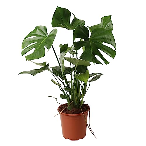 Happy Plants Monstera Deliciosa fensterblatt/lochpflanze 80 cm hoch, 21Ø - Zimmerpflanzen Groß - Luftreinigende Pflanzen - Frisch aus der Gärtnerei (ohne Topf, 80 cm) von Happy Plants