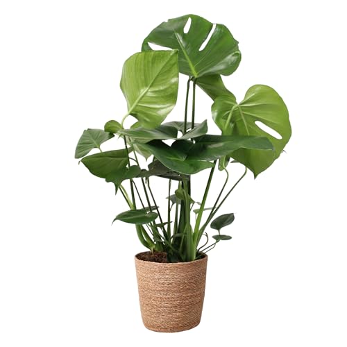 Happy Plants Monstera Deliciosa fensterblatt/lochpflanze 70 cm hoch, 17Ø - Zimmerpflanzen Groß - Luftreinigende Pflanzen - Frisch aus der Gärtnerei (mit Topf, 70 cm) von Happy Plants