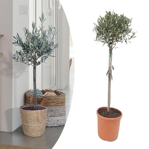 Happy Plants Olea Europaea Olivenbaum I 75 cm x ⌀17 cm, Oliven Baum Winterhart klein Pflanze Zimmerpflanze Balkonpflanzen Bonsai, Olive Tree Mediterran, frisch aus unserer Gärtnerei (ohne Topf) von Happy Plants