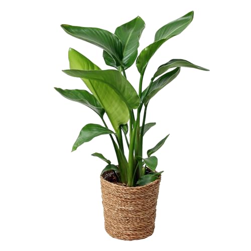 Happy Plants Strelitzia Paradiesvogelblume I 70 cm x ⌀17 cm, Zimmerpflanze groß Strelitzie Grünpflanze Zierpflanze exotisch, echte-Pflanze luftreinigend, frisch aus unserer Gärtnerei (mit Topf) von Happy Plants