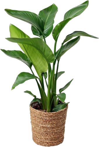 Happy Plants Strelitzia Paradiesvogelblume I 70 cm x ⌀17 cm, Zimmerpflanze groß Strelitzie Grünpflanze Zierpflanze exotisch, echte-Pflanze luftreinigend, frisch aus unserer Gärtnerei (mit Topf) von Happy Plants