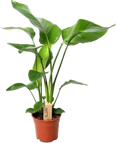 Happy Plants Strelitzia Paradiesvogelblume I 70 cm x ⌀17 cm, Zimmerpflanze groß Strelitzie Grünpflanze Zierpflanze exotisch, echte-Pflanze luftreinigend, frisch aus unserer Gärtnerei (ohne Topf) von Happy Plants