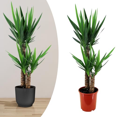 Happy Plants Yucca Palme groß I 80 cm x ⌀17 cm, Palmen Pflanzen Zimmerpflanzen Zimmerpalme Grünpflanzen Wohnungs Topfpflanzen, luftreinigend & pflegeleicht, frisch aus unserer Gärtnerei von Happy Plants