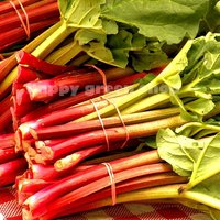 40 Rhabarberkern - Glaskins Perpetual Gemüsesamen Tiefrotes Erbstück von HappyGreenShopSeeds