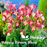 Columbine - Crimson Star 150 Samen Aquilegia Caeruela Mehrjährige Blume Zweifarbig von HappyGreenShopSeeds