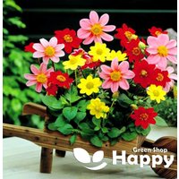 Dahlie Variabilis Picollo Single Mignon - 60 Samen Extra Zwerg Und Kompakt von HappyGreenShopSeeds