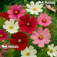 Flower Cosmos Sensation Mix - 370 Samen Schmuckkörbchen Bipinnatus von HappyGreenShopSeeds