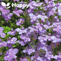 Lobelia Dämmerungsflieder - 5000 Samen | Lobelia Erinus von HappyGreenShopSeeds