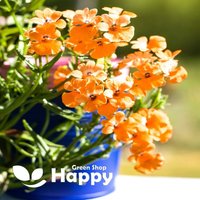Nemesia Prince Orange - 1000 Samen Strumosa von HappyGreenShopSeeds